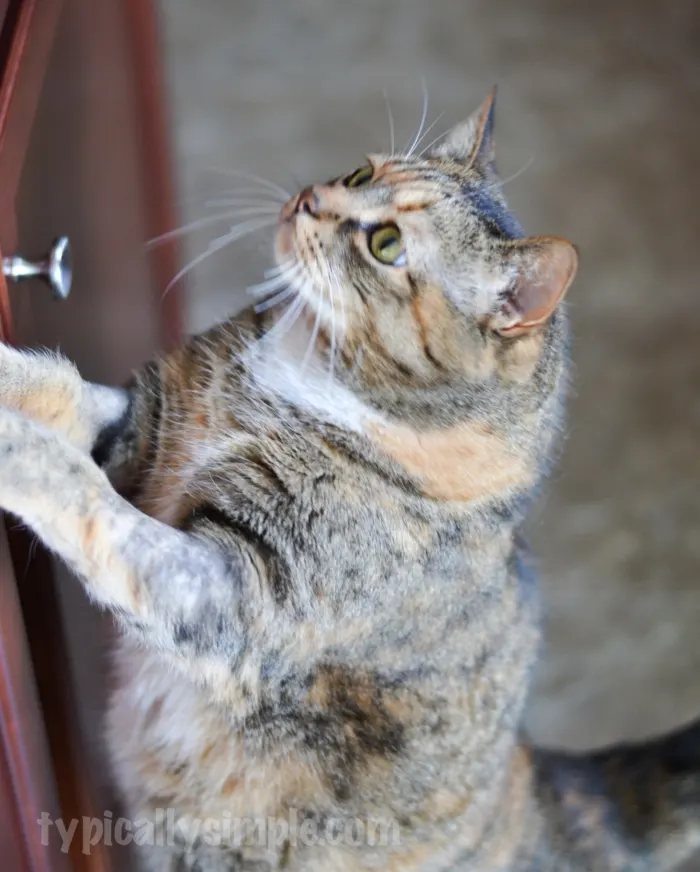 Cat Dish Placemat Tutorial