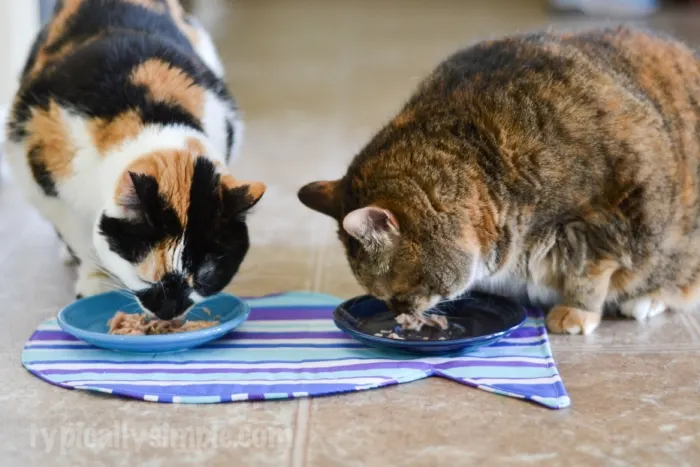 Cat Dish Placemat Tutorial