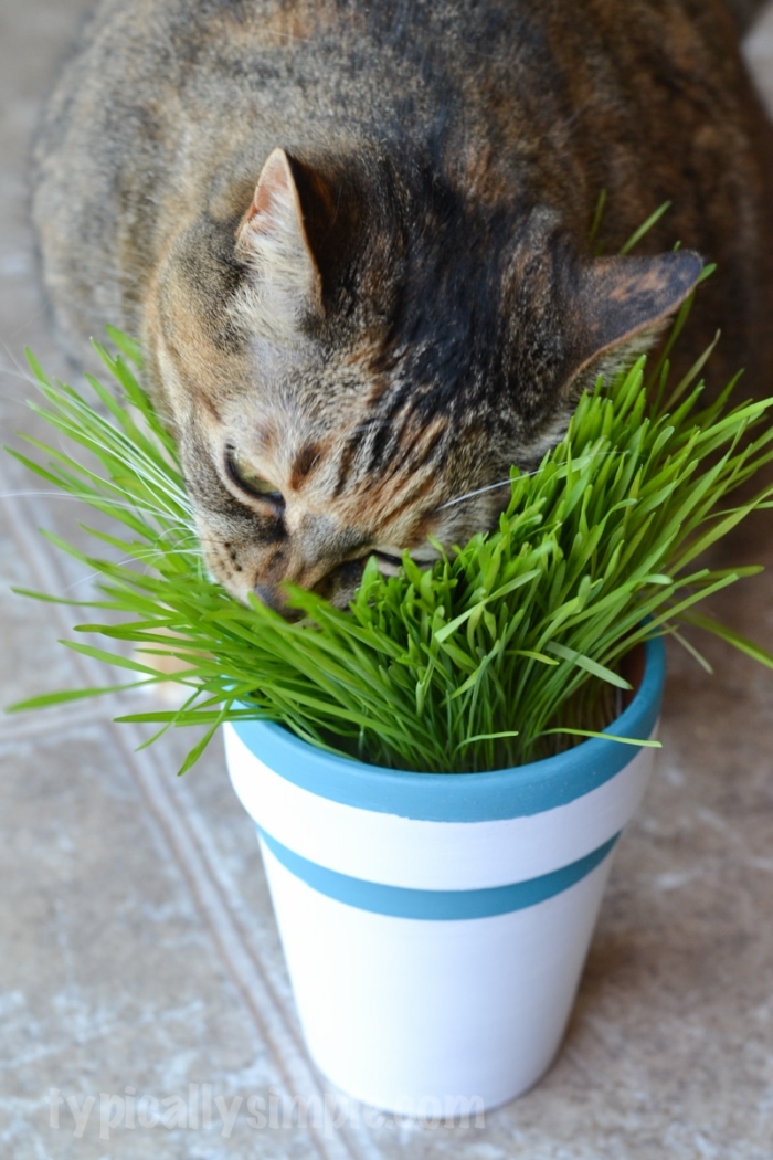 DIY Indoor Cat Grass Garden - Typically Simple