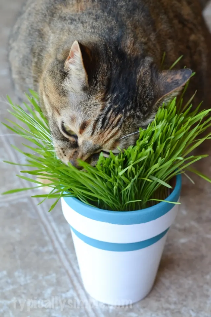 DIY Cat Grass Pots