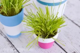 This simple tutorial shows you how to paint terracotta pots to create an indoor cat grass garden for your cats! A DIY project your cats are sure to love! #NutrishCatCrafts #ad