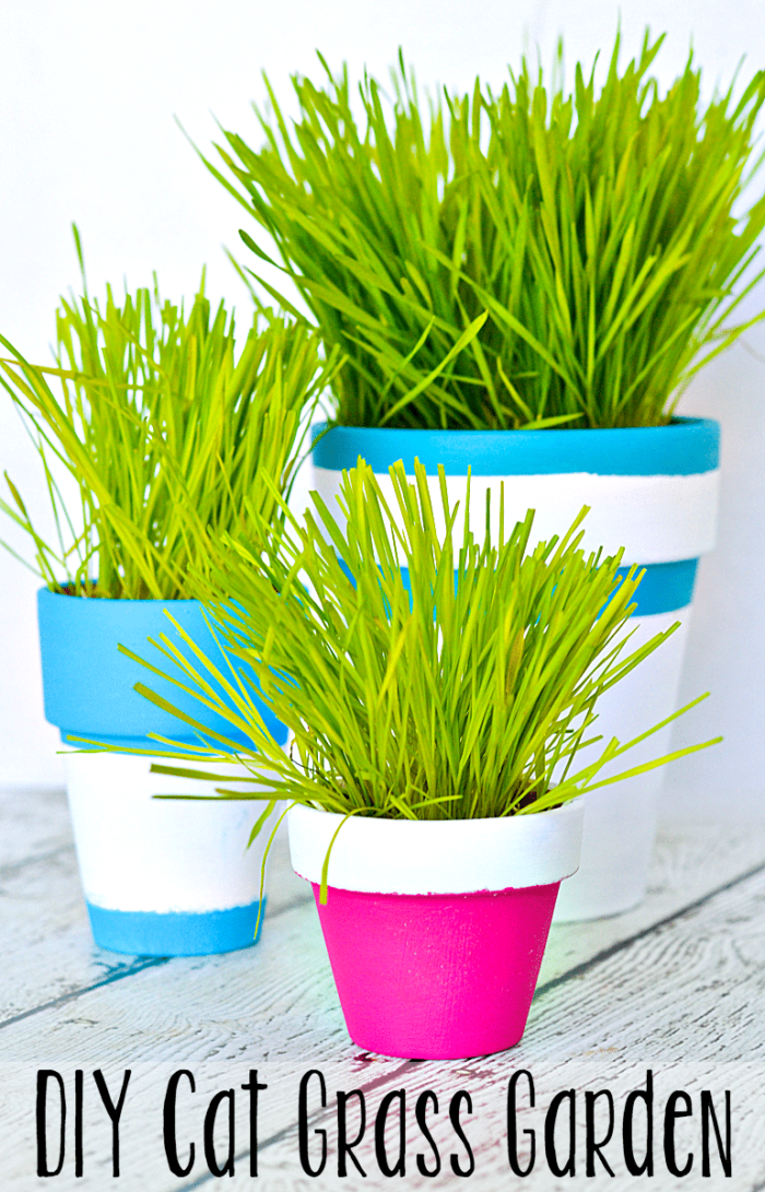 This simple tutorial shows you how to paint terracotta pots to create an indoor cat grass garden for your cats! A DIY project your cats are sure to love! #NutrishCatCrafts #ad